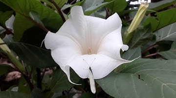 Cây độc bảng A được dùng NTN? Tìm hiểu về cây Cà Độc Dược (mạn đà la) THẢO DƯỢC VIỆT