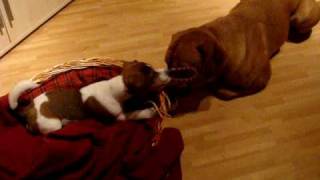 Jack Russel (Lullu) vs. Bordeaux Dogge (Chica)