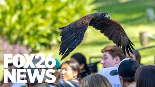 Central California zoo asking for help finding missing hawk