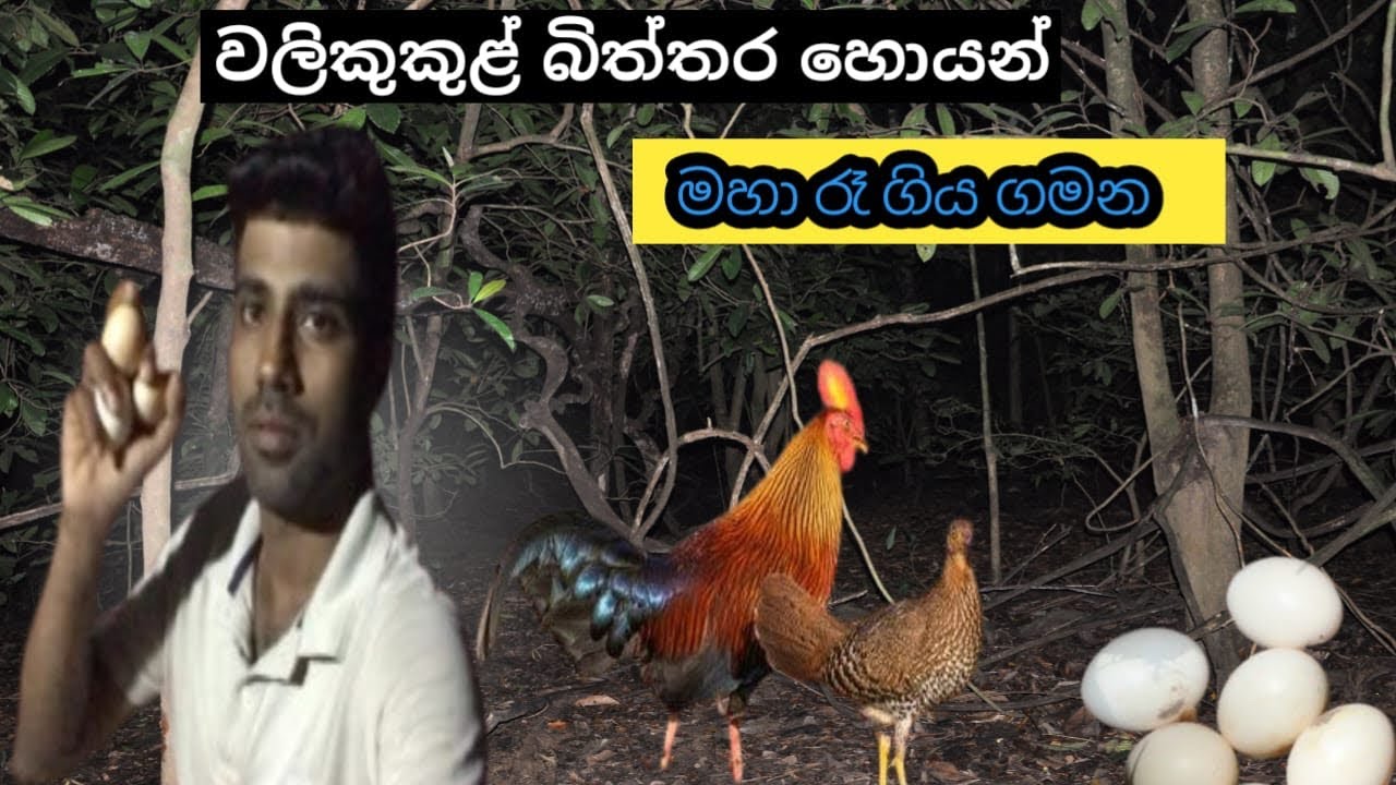 වලිකුකුළ් බිත්තර හොයන් මහා රෑ ගිය ගමන...