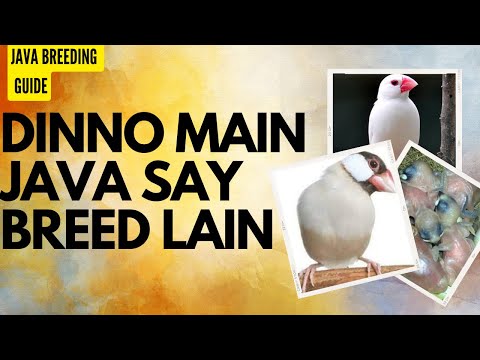 Dinno Main Java Ki Breed #javabirds  #fawnjava #javafinch