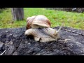 Carpathian Snail