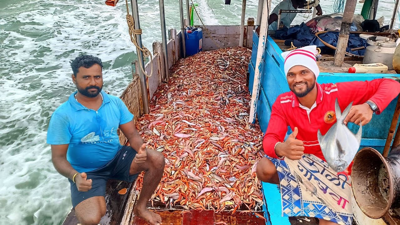 वादळ वाऱ्यानंतर पुन्हा मासेमारीला सुर्वात. New starting of fishing after Strom. Mumbai India fishing