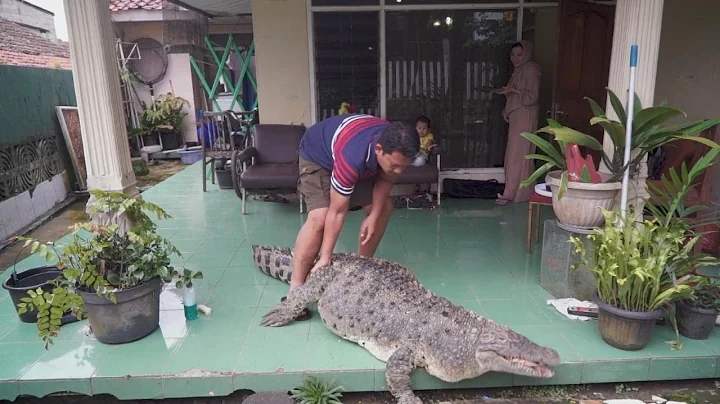 440 Pound Pet Crocodile Is Just Part of the Family - DayDayNews