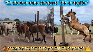 "TRABAJO BIEN CAMPERO"🔺️ ¿COMO TUSO TODOS LOS CABALLOS? ‼️✅️