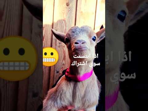 حيوانات المزرعة معز حليب ماشاءالله تبارك الله