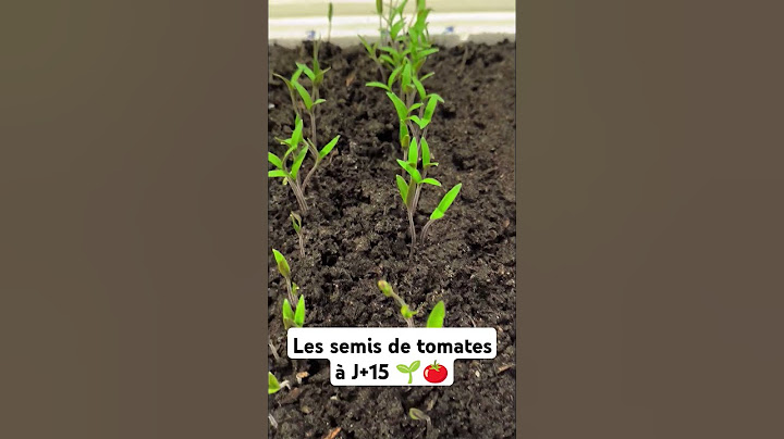 Les semis de tomates après 2 semaines #potager #jardinage #tomates #semis