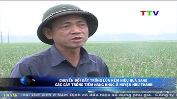 Chuyển đổi đất trồng lúa kém hiệu quả sang các cây trồng tiềm năng khác ở huyện Như Thanh.