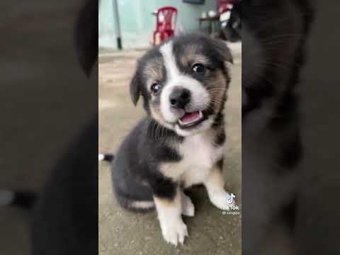 Video: Khi Con Bạn Là Một Con Chó - Chó Con Thuần Khiết