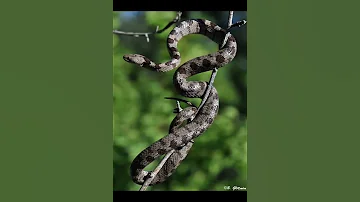 Кошачья змея