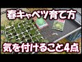 【春キャベツ】の育て方の気をつけたいポイント4つ。温暖地の特に種まきがない場合植えておくのもありかもしれません。