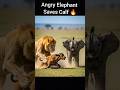 Mother Elephant Saves Buffalo Calf From Fierce Lion Attack Elephant Calf Animalrescue