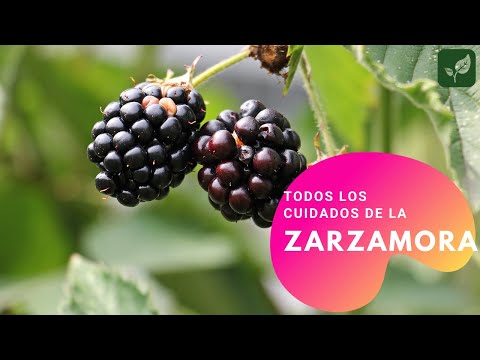 Video: Cuidado De Las Moras En Otoño: ¿cómo Alimentar Las Moras De Jardín? ¿Cómo Recortar? ¿Cómo Procesarlo? Reglas De Alimentación Otoñal Para Una Buena Cosecha