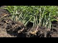 生姜（ショウガ）葉しょうが栽培方法・芽出しのやり方と苗の作り方　22/3/23