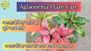 Aglaonema Plant Care | अगलाओनेमा प्लांट को उगाने की पूरी जानकारी by Krishyel's Green Life 770 views 2 months ago 6 minutes, 34 seconds