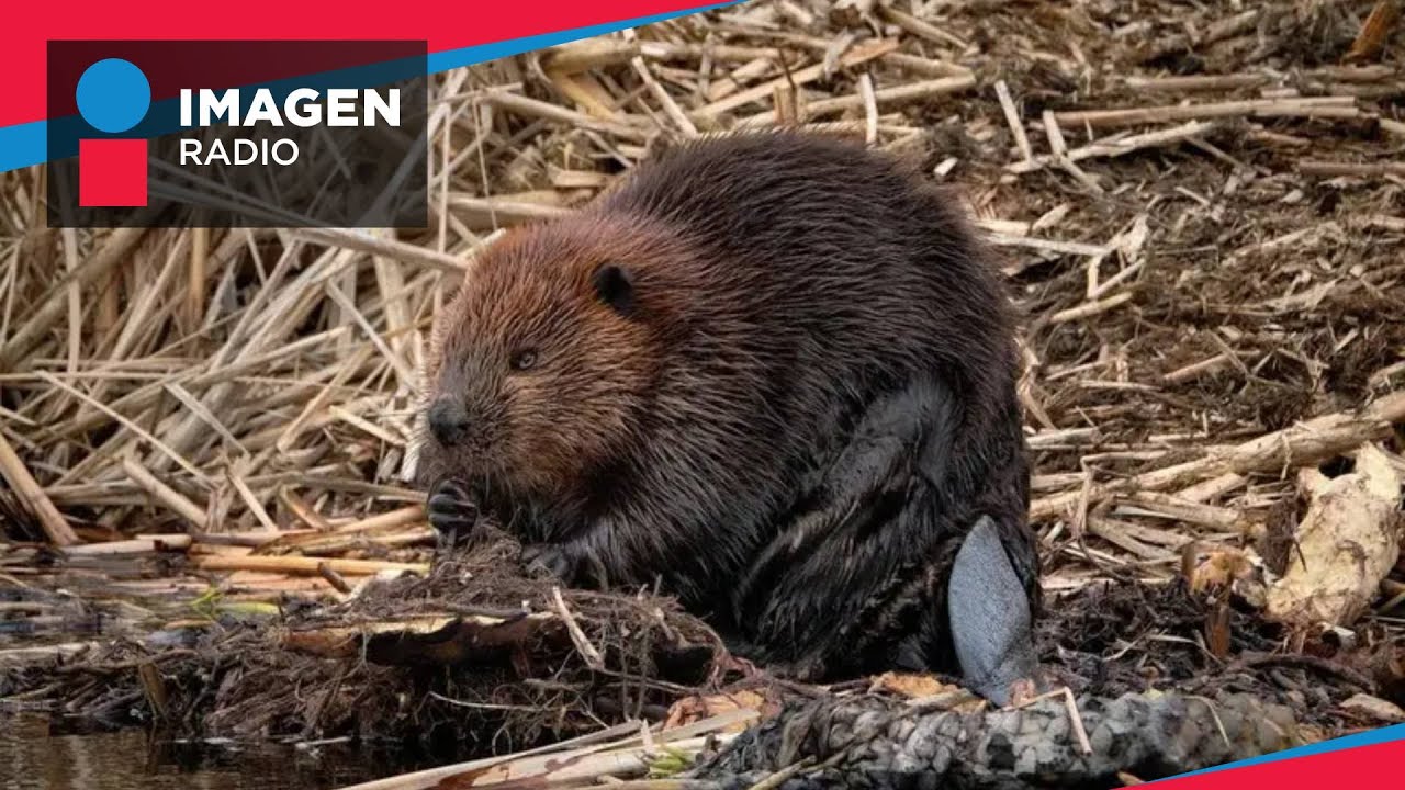 Planeaban construir una presa, los castores la hicieron en dos días... y les ahorró millones