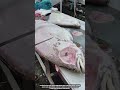 How Industrial Blade Systems Slice Giant Halibut Into Clean Fillets