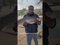 Massive trout #fishing #fish #india ##indonesia #youtubeshorts #subscribe #usa #shorts #shortsfeed