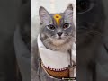 #Cats