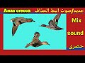 جديد صوت الحذاف الشتوي Anas Crecca Sound Mix صوت جديد