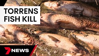Fish kill under investigation at Adelaide's Torrens Weir | 7 News Australia