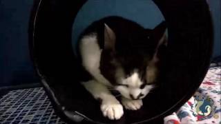 Gato paraplégico volta a caminhar com fisioterapia veterinária