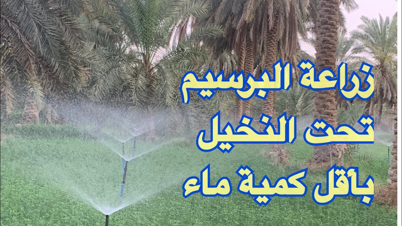 لتجنب سوسة النخيل الحمراء زراعة البرسيم تحت النخيل باقل كمية مياه باستخدام رشاشات الثيل