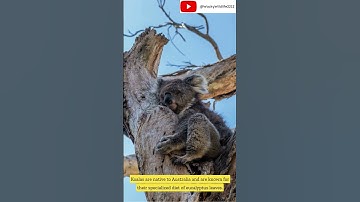 Koala - Tree huggers. 🐨 #shorts