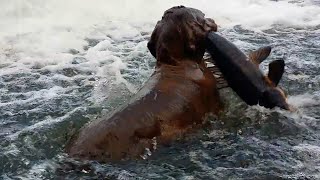 Rebel Dog catches huge fish