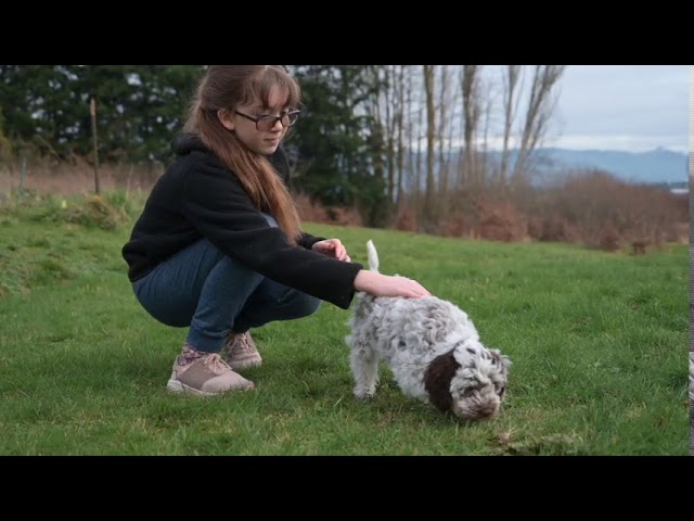Training Your Lagotto Romagnolo Puppy: Tips for Their Intelligent, Eager-to-Please Nature