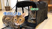 僕が黒猫を触るとこうなります Youtube 僕が黒猫を触るとこうなります Youtube