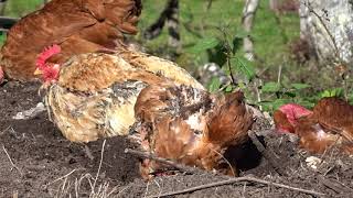 Uma sesta com vista para a Serra do Alvão - Azeveda - Limões ~Ribeira de Pena - Vila Real