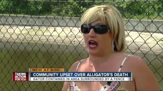 Community upset after florida fish and wildlife has gator killed