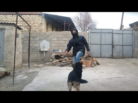 გელოვანი 2019 ბოლო ჟამი