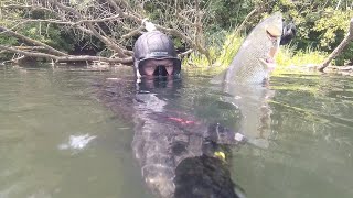 картинка: ПОДВОДНАЯ ОХОТА С ДЛИННЫМ ПНЕВМАТОМ В МАЛЫХ РЕКАХ, КАБАН НА УГЛЯХ ) UNDERWATER HUNTING 2019