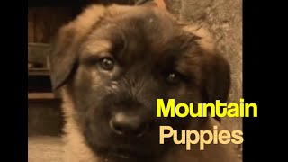 Puppies from Birth to Eyes Open: The Reality of Raising Estrela Mountain Dogs #serradaestrela