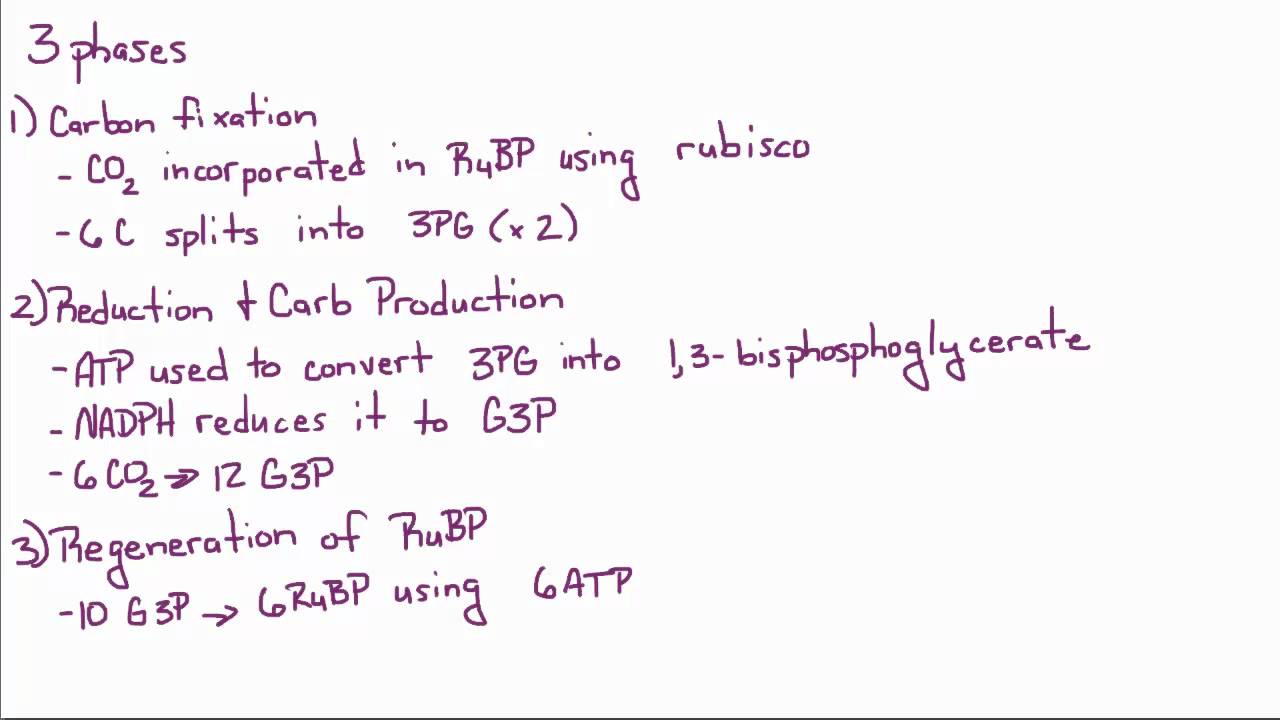 Introduction to Biology - 15 - Even More on Photosynthesis