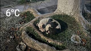 She Was Freezing at 6°C, Pregnant and Alone… Until Someone Finally Saved Her ❤️