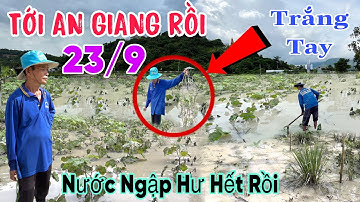 Tới An Giang Nữa Rồi ! 7 Núi Mưa Ngập Sâu Cả Mét, Làm Ruộng Rẫy Ngập Ún Hết Rồi Trắng Tay