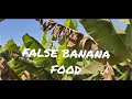 False banana as food in ethiopia kente man