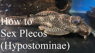 Secret tips to sex plecos (Hypostominae)