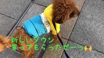 あざと犬 Youtube あざと犬 Youtube