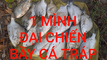 Câu cá tráp bằng cần câu xi ma chao bách phát bách trúng  || Câu cá Cần giờ || Thiên Nhiên Muôn Loài