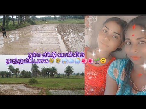 நம்ம வீட்டு வாயிலில் நாத்துவிட்டாச்சு🌦️🌦️🌺🌺🌱🌱🌾🌾🌾