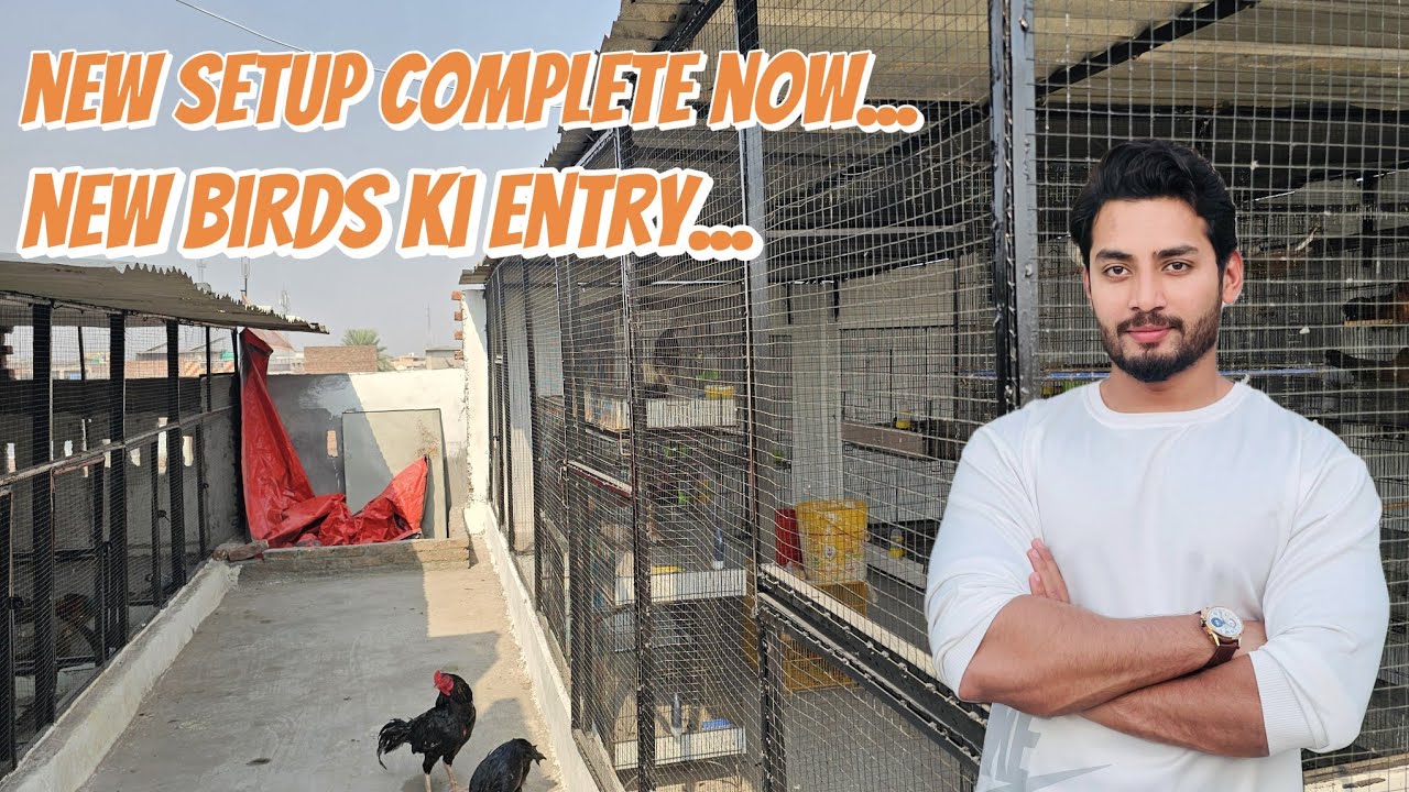 New setup complete for new birds || complete information about farming business ||pets with ali raza