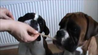 Boxer dog brothers Archie and Alfie eating peanut butter !