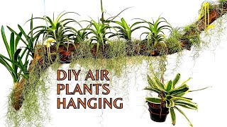 DIY Making a Stunning Airplants Hanging Display | Spanish Moss | Bromeliads | Tillandsia #plants
