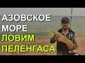 Ловлю пеленгаса на Азовском море.  Тестирую шамат из EVA пены и крючки Trabucco.