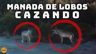𝗠𝗔𝗡𝗔𝗗𝗔 de 𝗟𝗢𝗕𝗢𝗦 𝗖𝗔𝗭𝗔𝗡𝗗𝗢 en la Sierra de la Culebra por Cinegetics