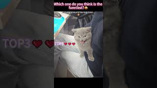 The cat disrupted the class rhythm.🐈🤣 #funnyvideo #cats #pets #school #fyp#viral